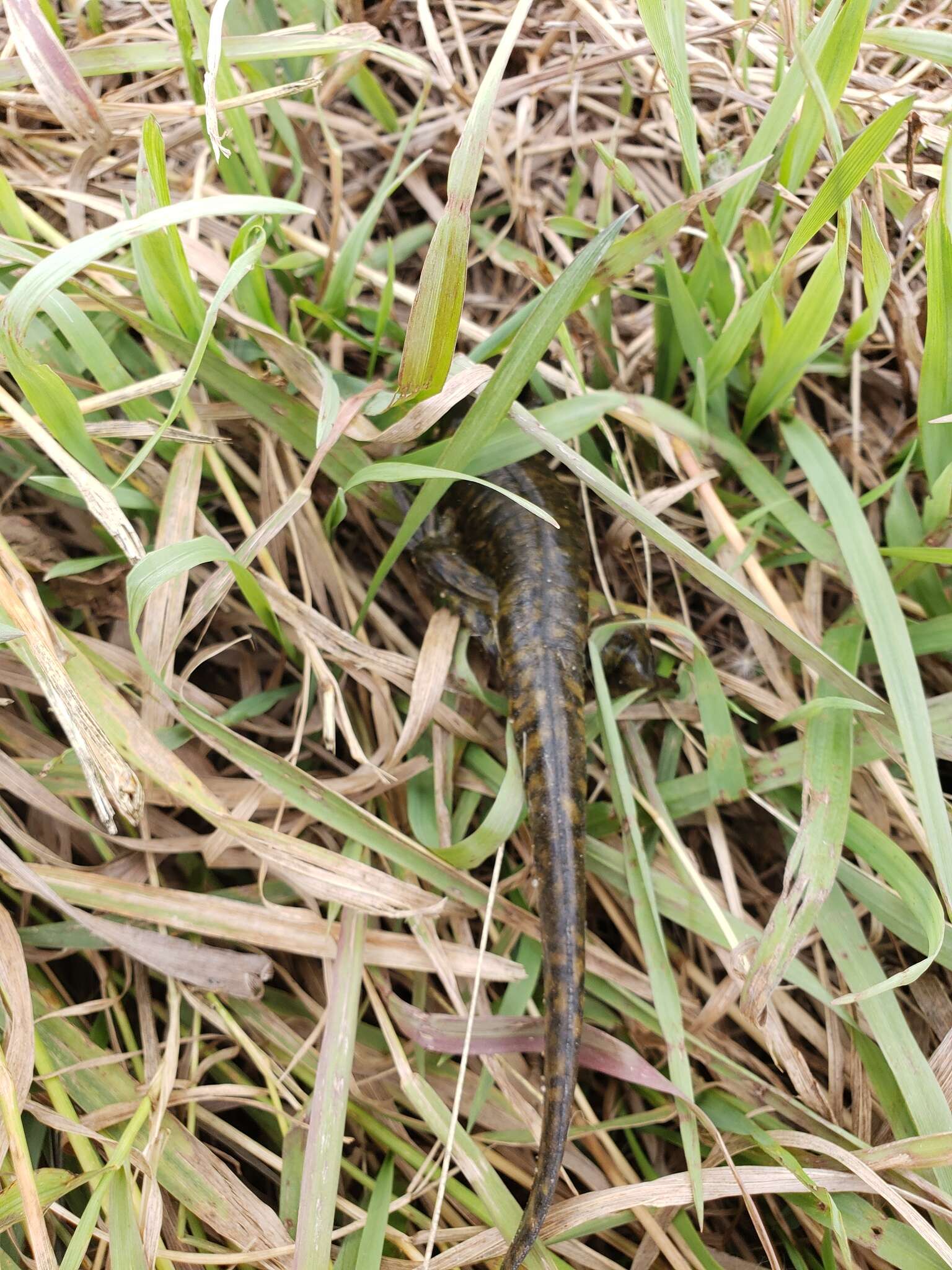 Image of Ambystoma mavortium diaboli Dunn 1940