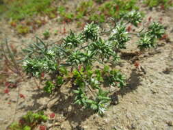 Plancia ëd Spergularia floribunda (Gay) Rohrb.