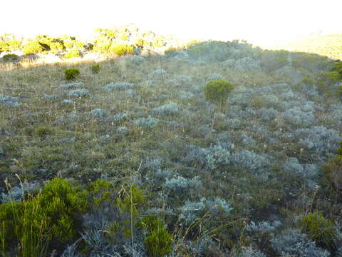 Слика од Helichrysum arnicoides (Lam.) Cordem.