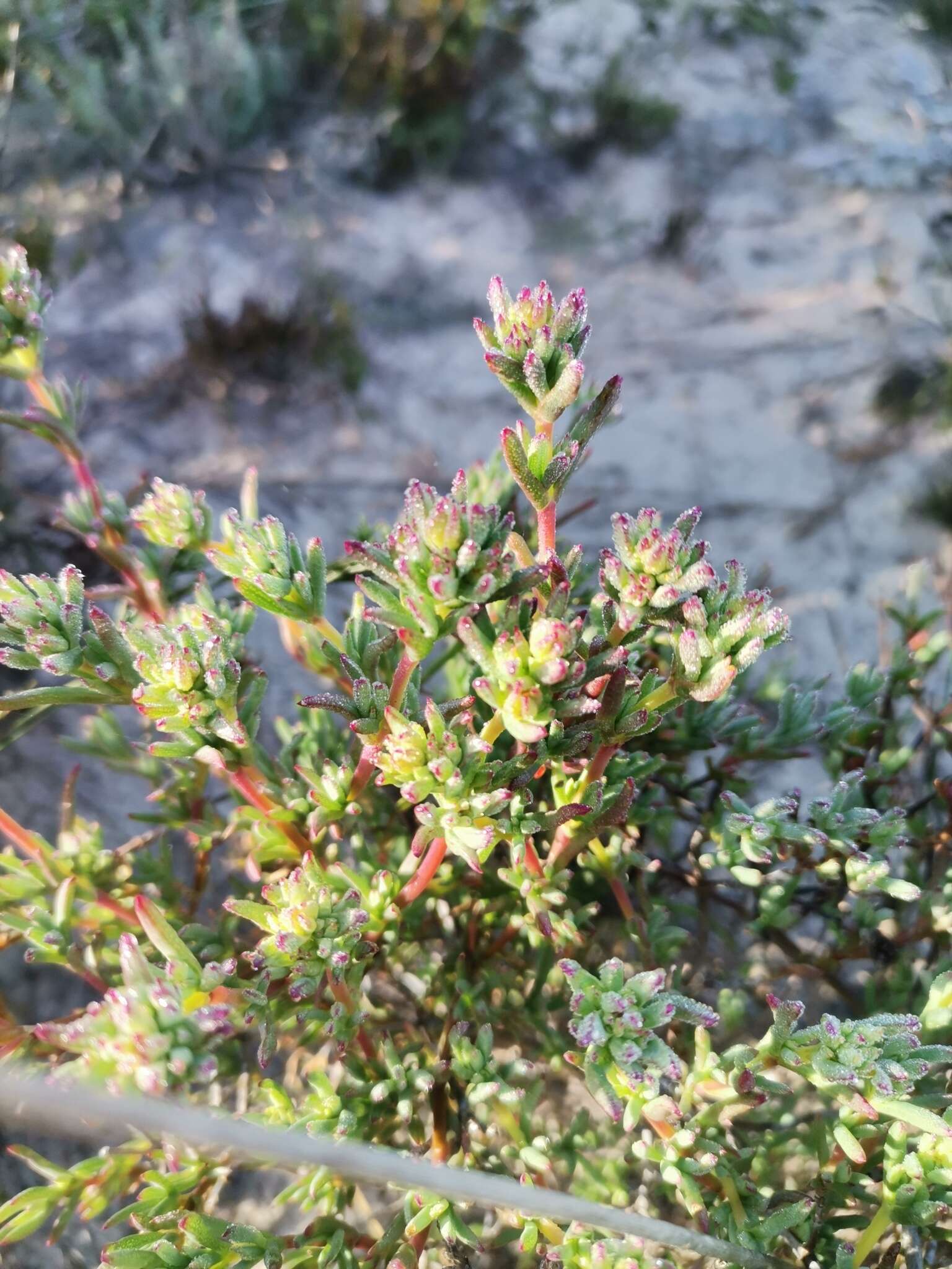 Image of Lampranthus stenopetalus (L. Bol.) N. E. Br.