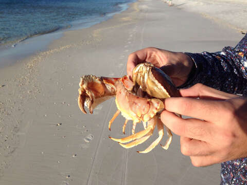 Image of yellow box crab