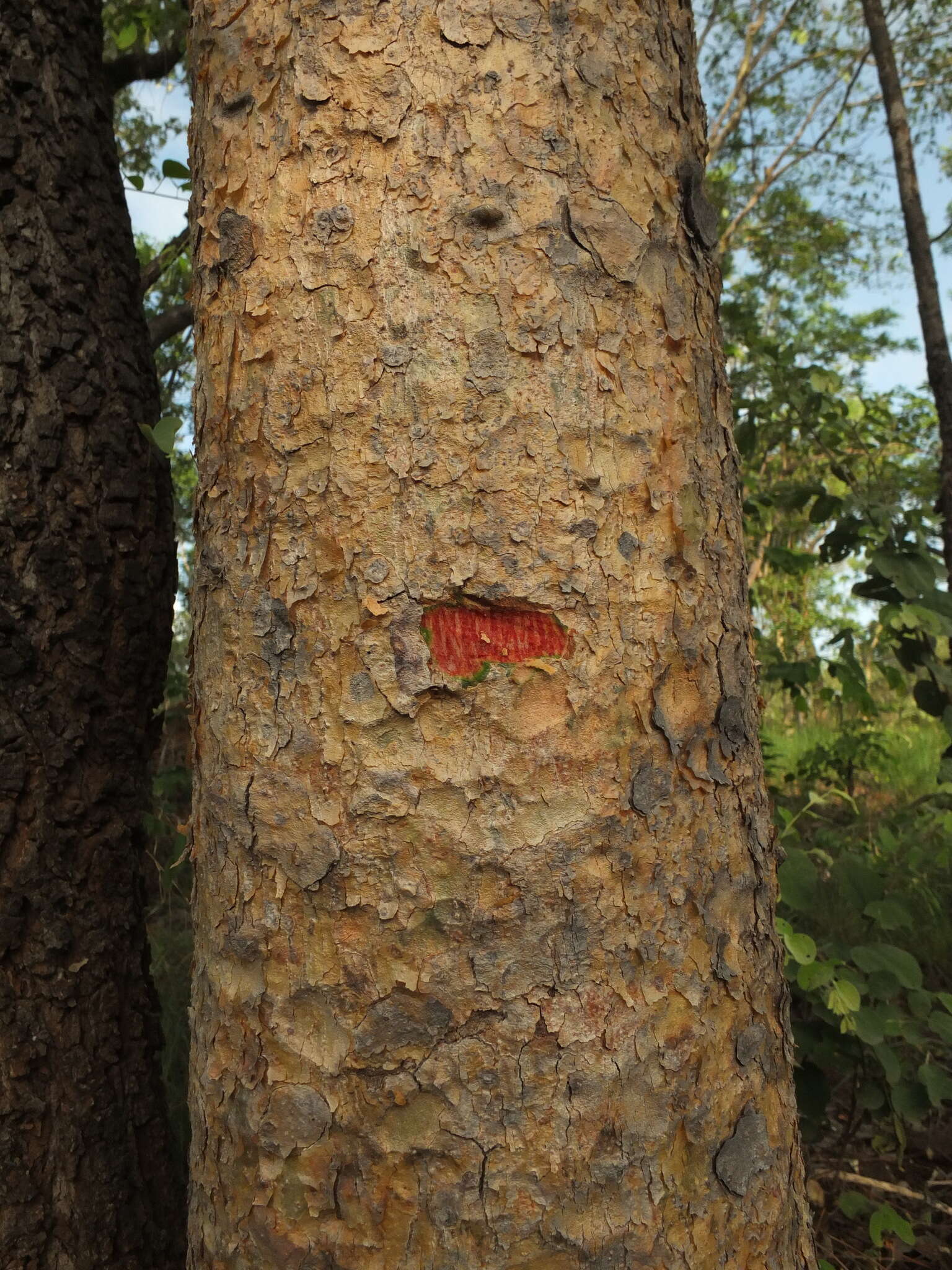 Plancia ëd Boswellia serrata Roxb. ex Colebr.