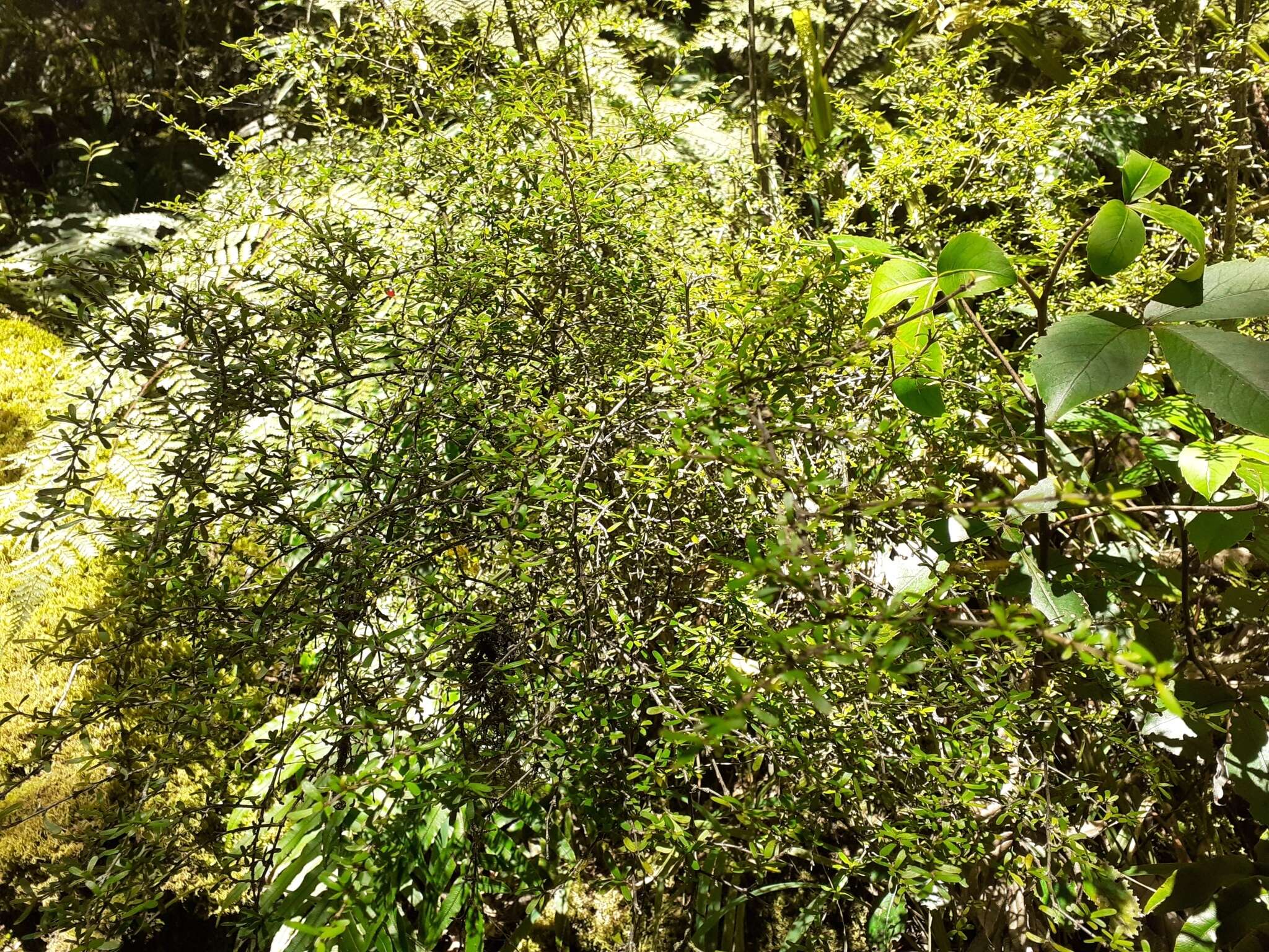 Image of Coprosma cuneata Hook. fil.