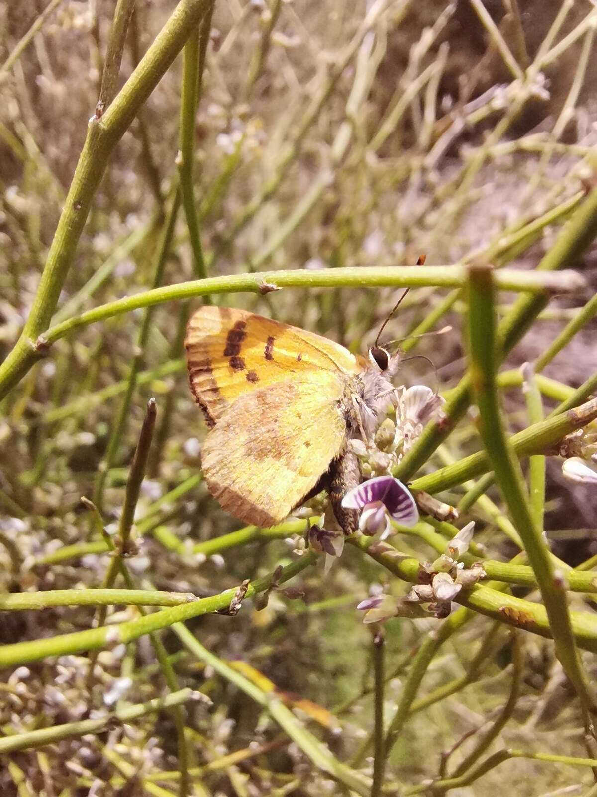 Lycaena feredayi (Bates 1867) resmi