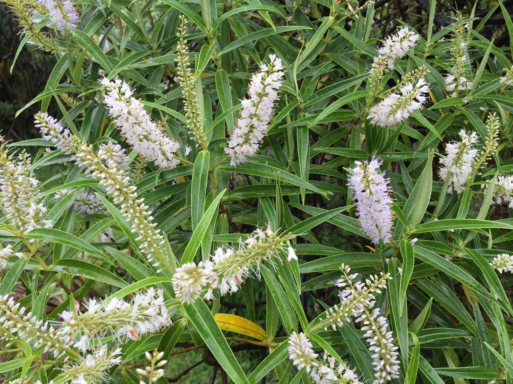 Image of Veronica stricta var. egmontiana (L. B. Moore) Garn.-Jones