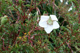 Image of Rubus papuanus Schltr. ex Diels