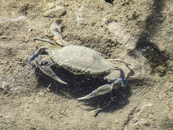 Image of lesser blue crab