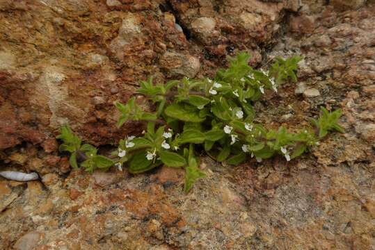 Sivun Sideritis romana subsp. curvidens (Stapf) Holmboe kuva