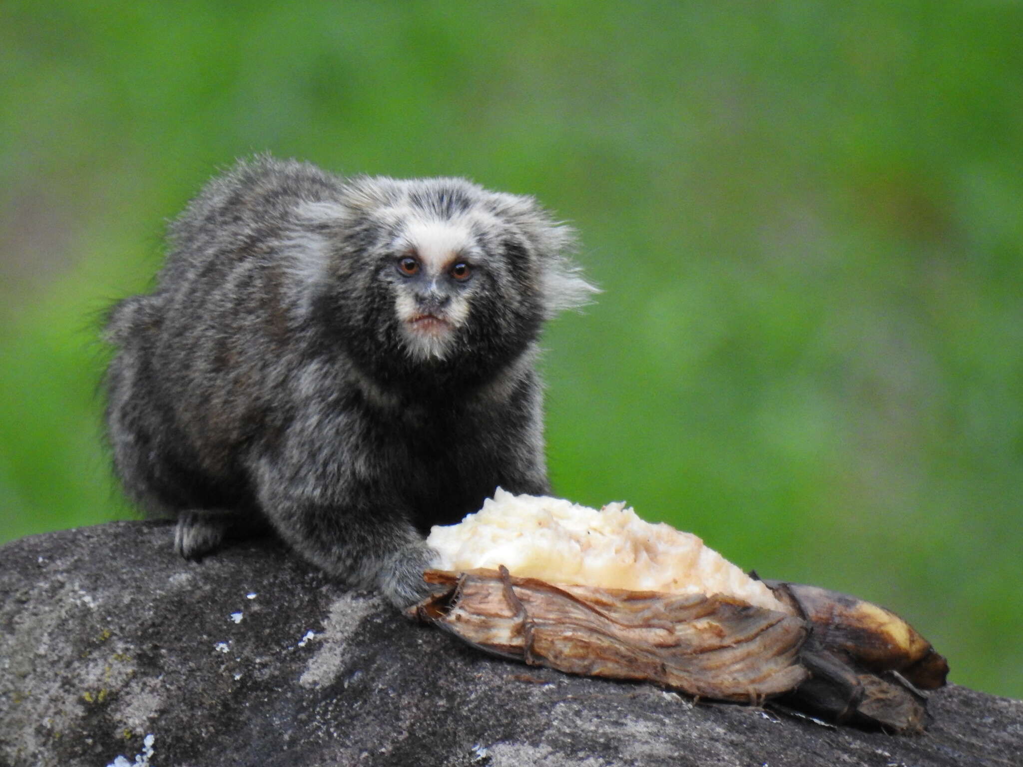 Image of Buffy Tufted-ear Marmoset