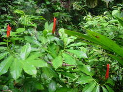 Image of spiral ginger