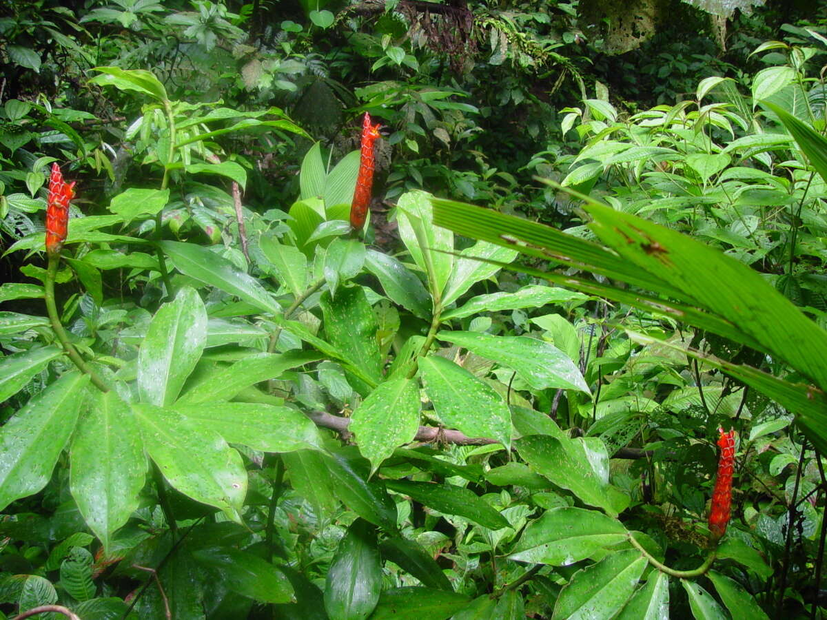 Image of spiral ginger