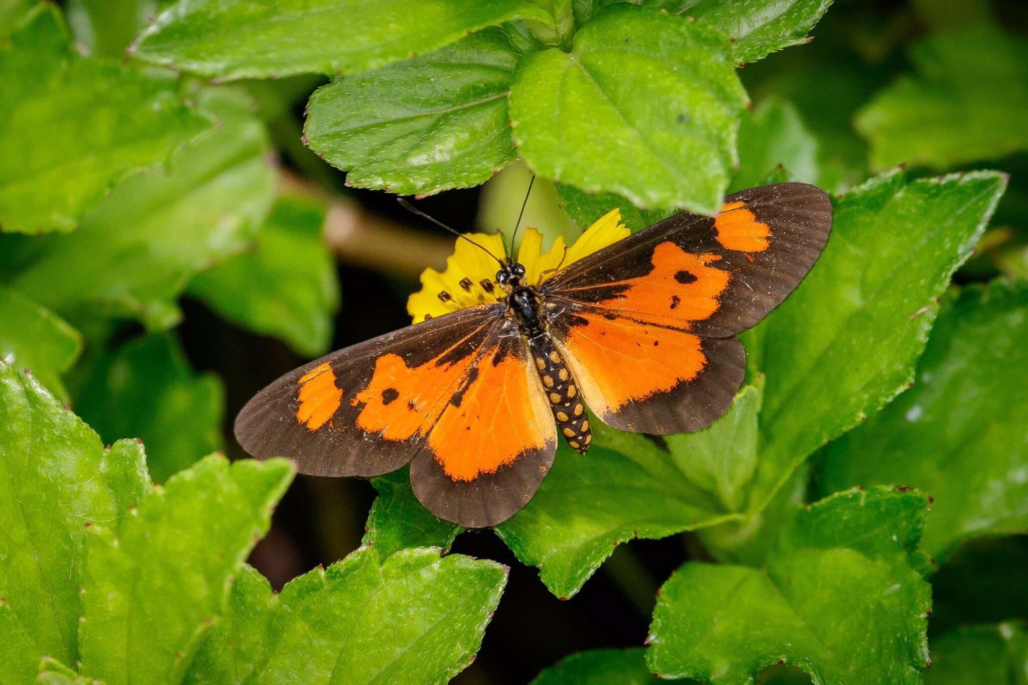 Image de Acraea acerata Hewitson 1874