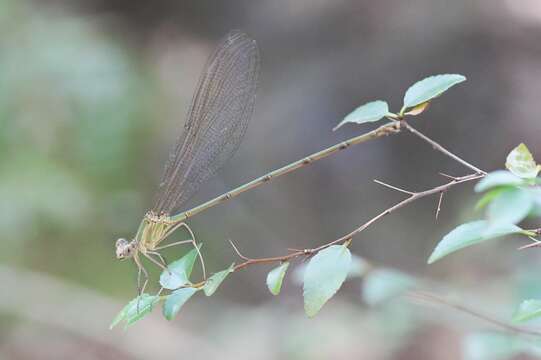 Image of Glistening Demoiselle