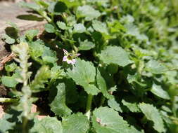 Imagem de Lobelia nummularia Lam.