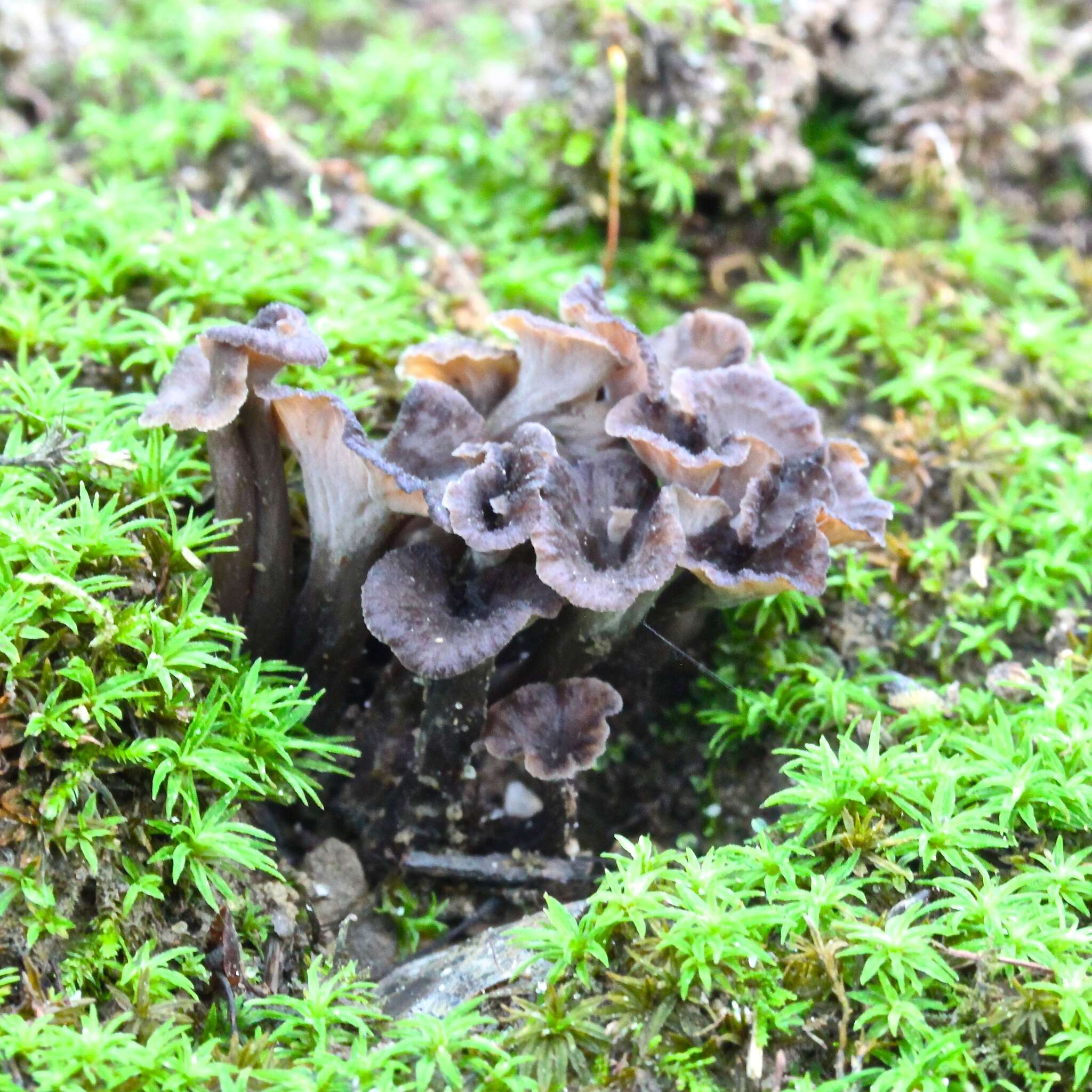 Image of Pseudocraterellus subundulatus (Peck) D. A. Reid 1962