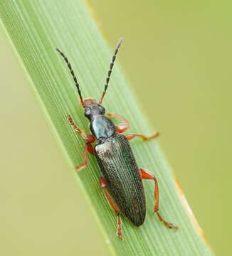 Image of Lepturidea