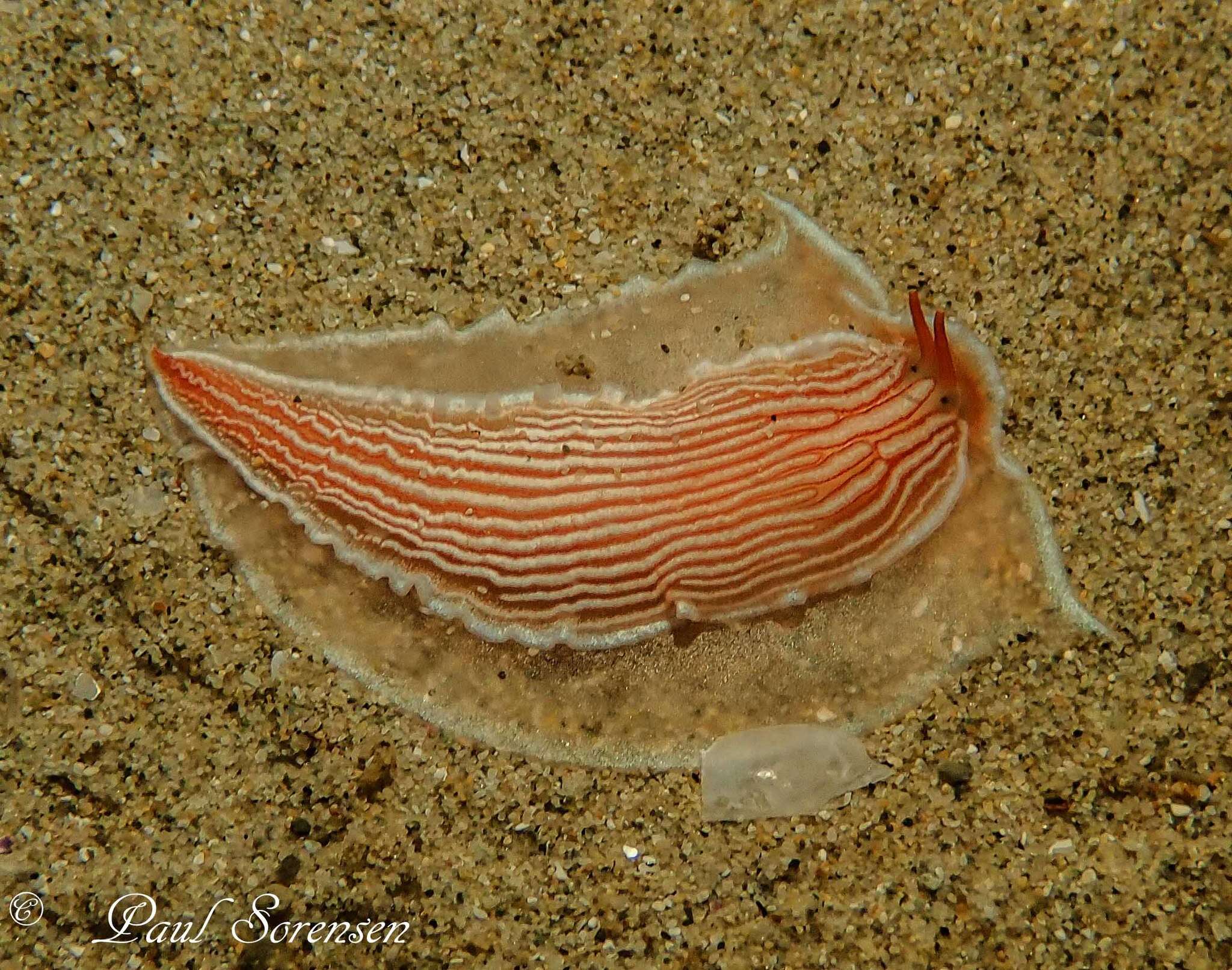 Image of Dermatobranchus rubidus (Gould 1852)