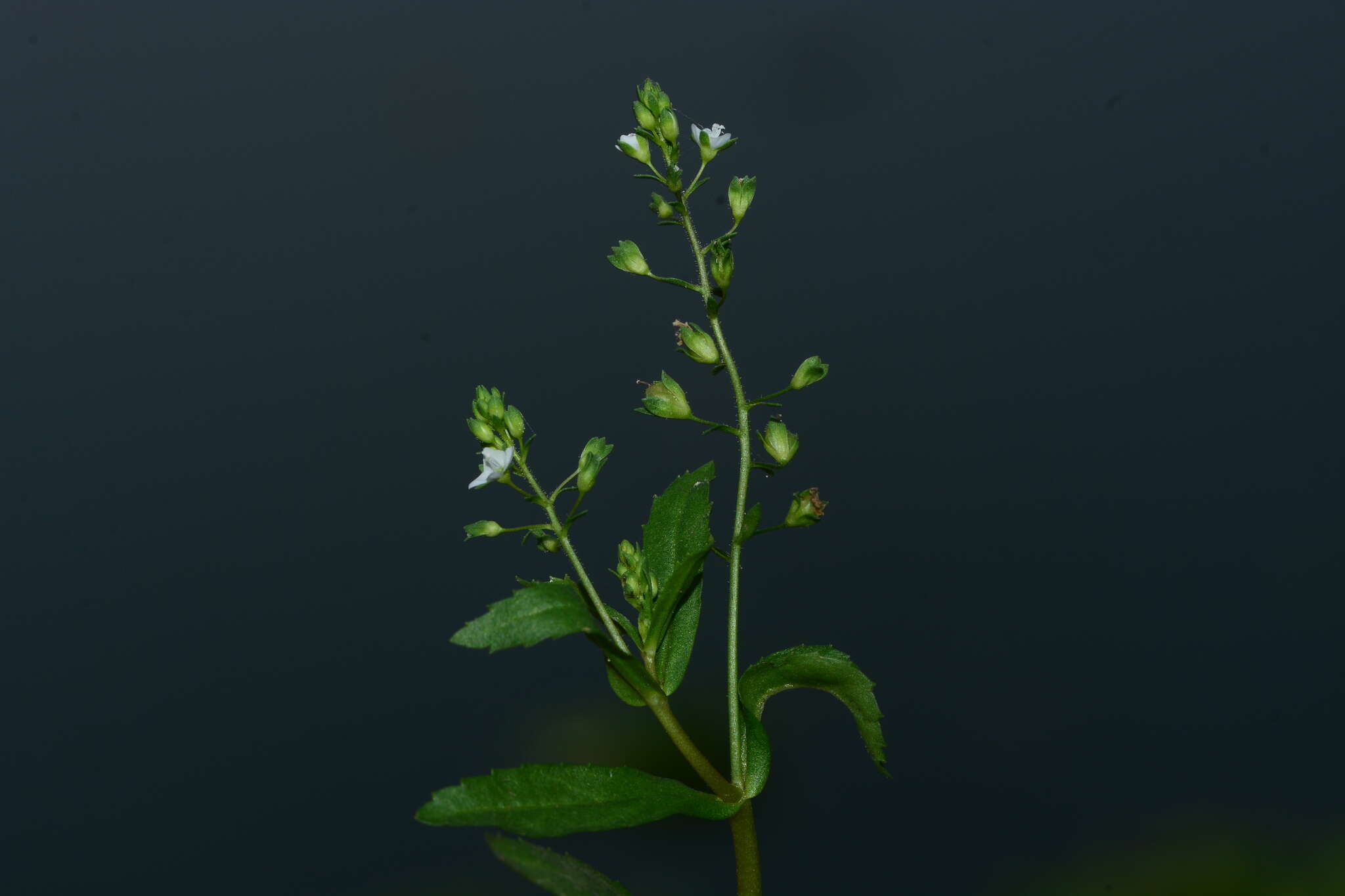 Image of undulate speedwell