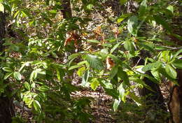 Image of beechleaf frangula