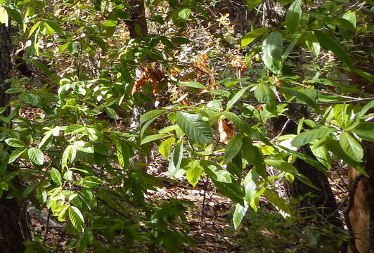 Imagem de Frangula betulifolia (Greene) Grubov