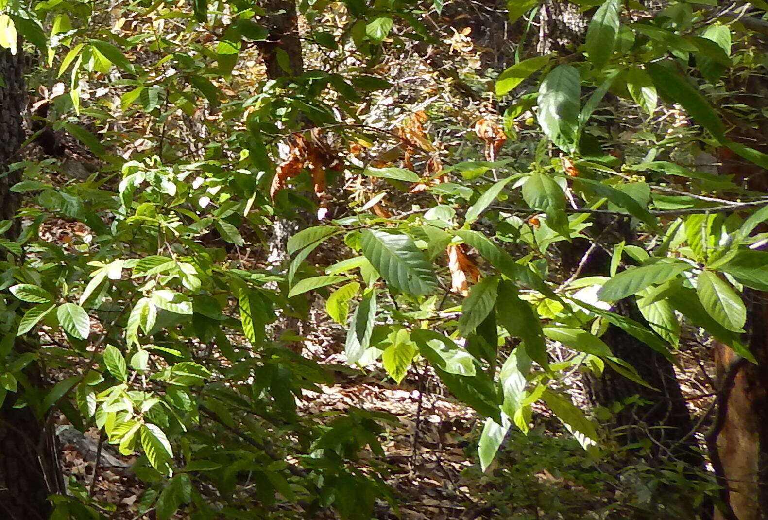 Image of beechleaf frangula