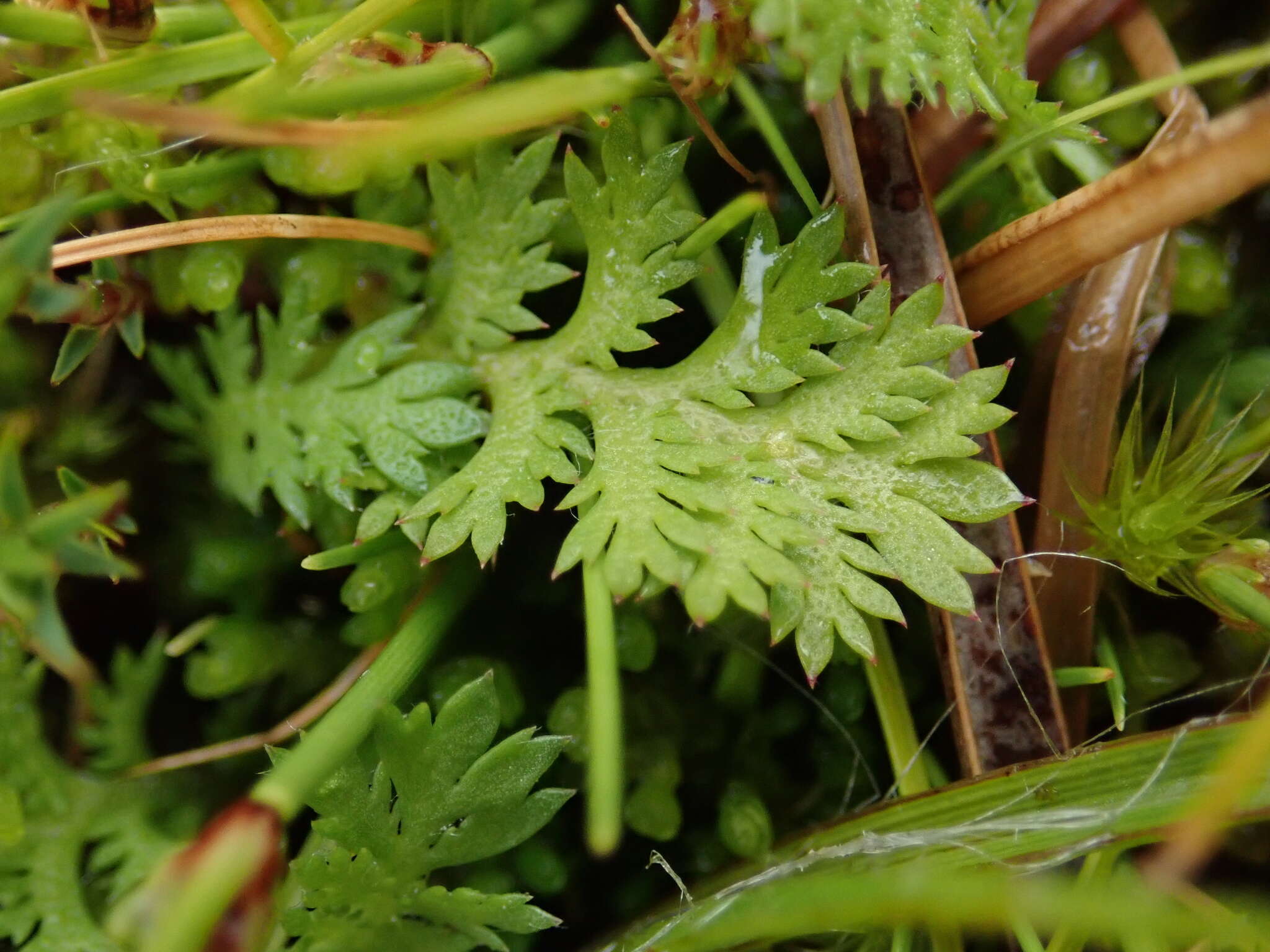 Image of Leptinella dispersa subsp. dispersa