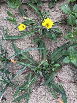 Ixeris japonica (Burm. fil.) Nakai resmi