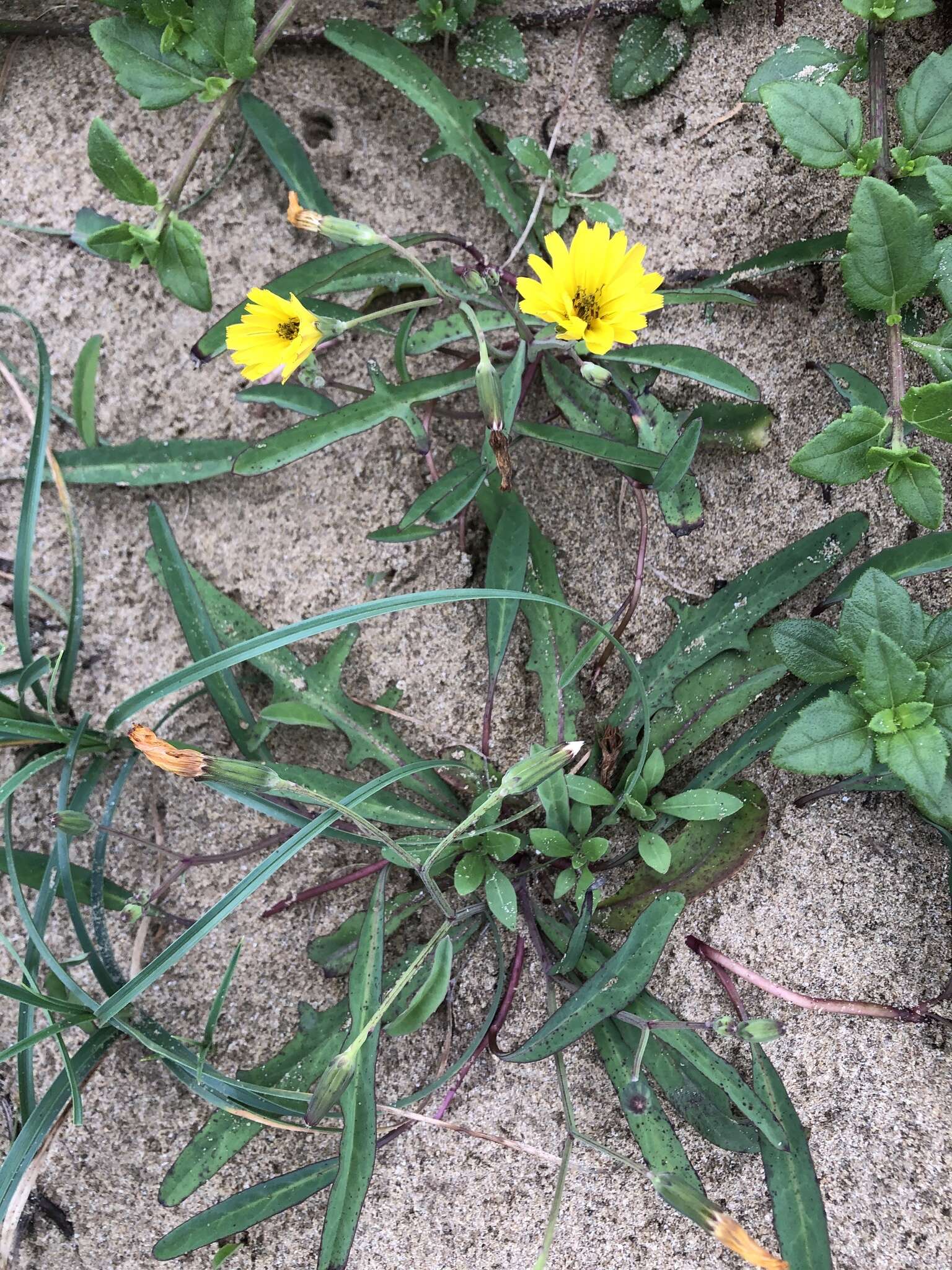 Sivun Ixeris japonica (Burm. fil.) Nakai kuva