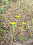 Image of eggleaf spurge