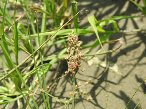 Plancia ëd Fimbristylis littoralis Gaudich.