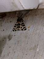 Image of Grammia geneura incorrupta Edwards 1881