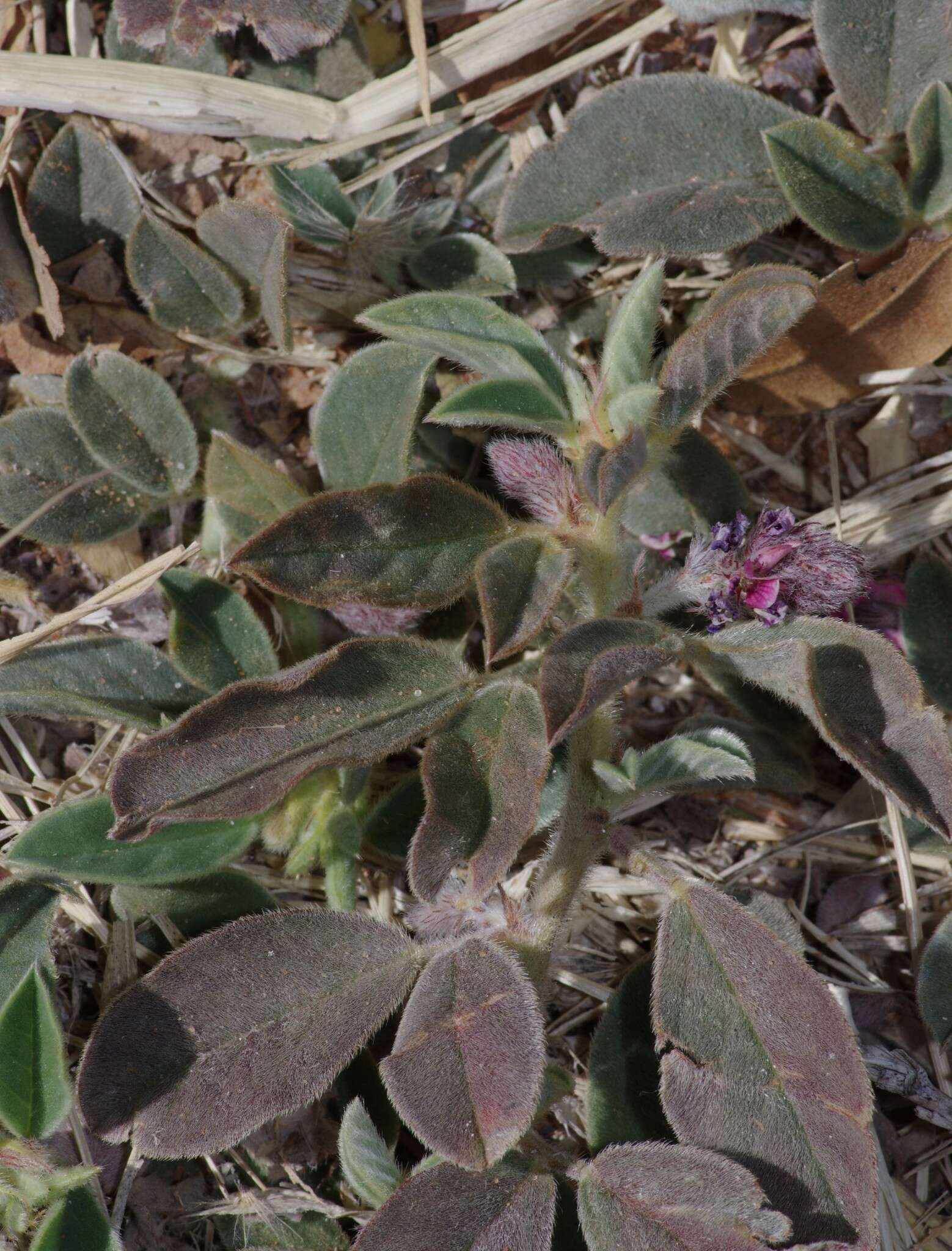 Image of Indigofera flavicans Baker