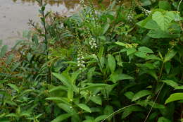 Image of Fortune Loosestrife