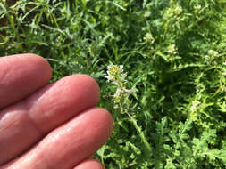 Image of California mustard