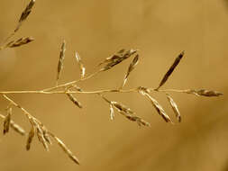 Image of bush muhly