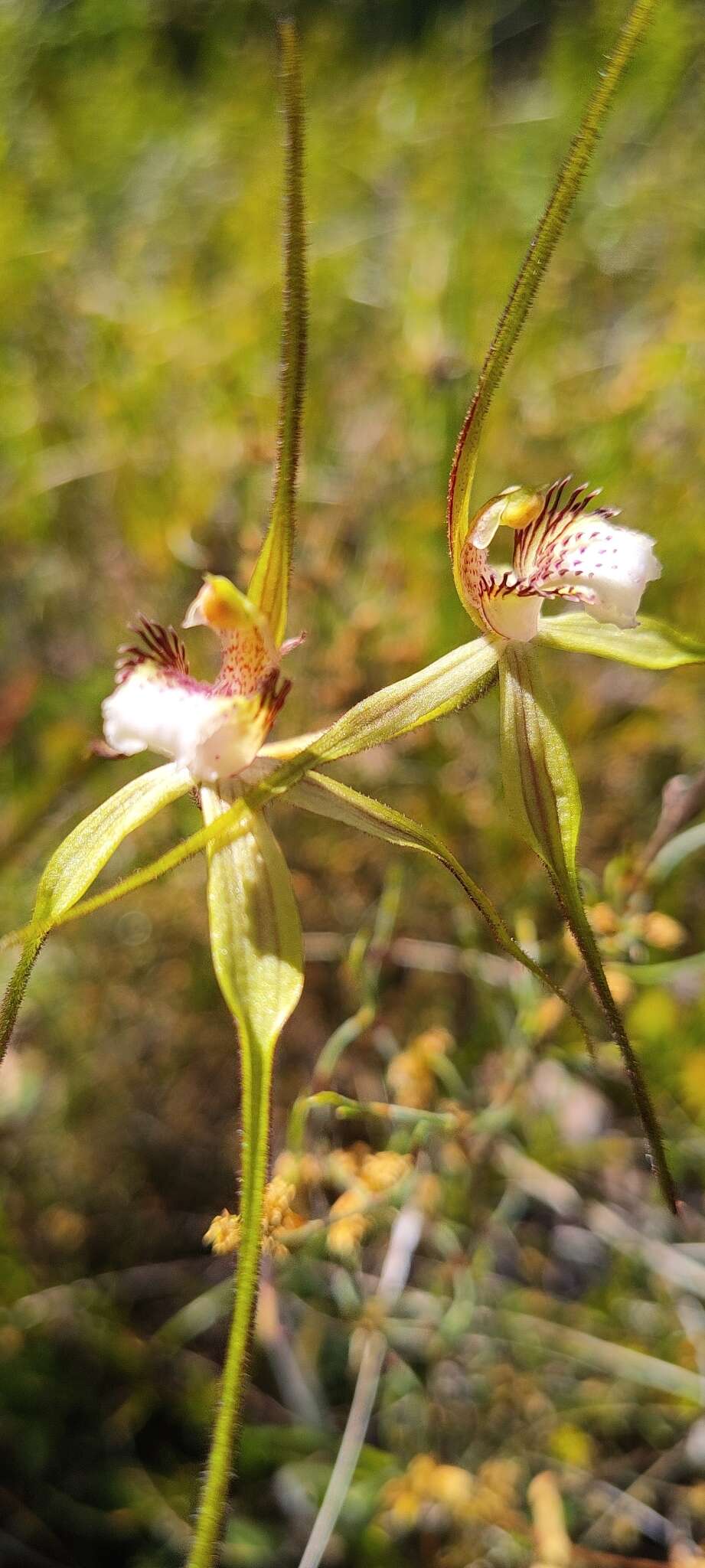 Image of Northern darting spider orchid