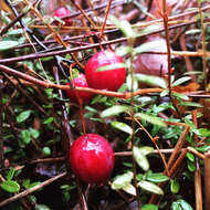 Sivun Vaccinium macrocarpum Aiton kuva