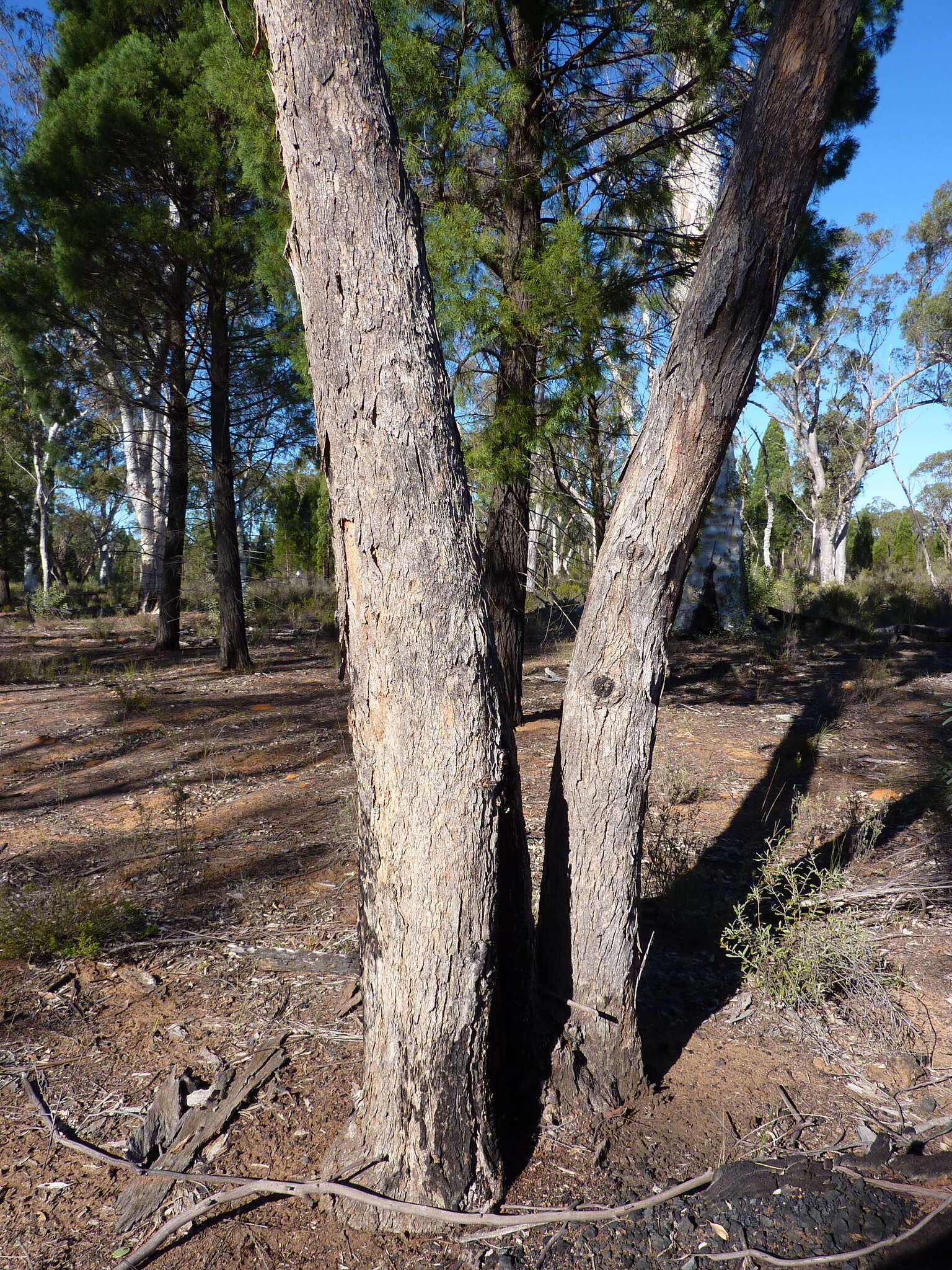 Image of Eucalyptus chloroclada (Blakely) L. A. S. Johnson & K. D. Hill