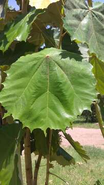 Image of Pterospermum acerifolium (L.) Willd.