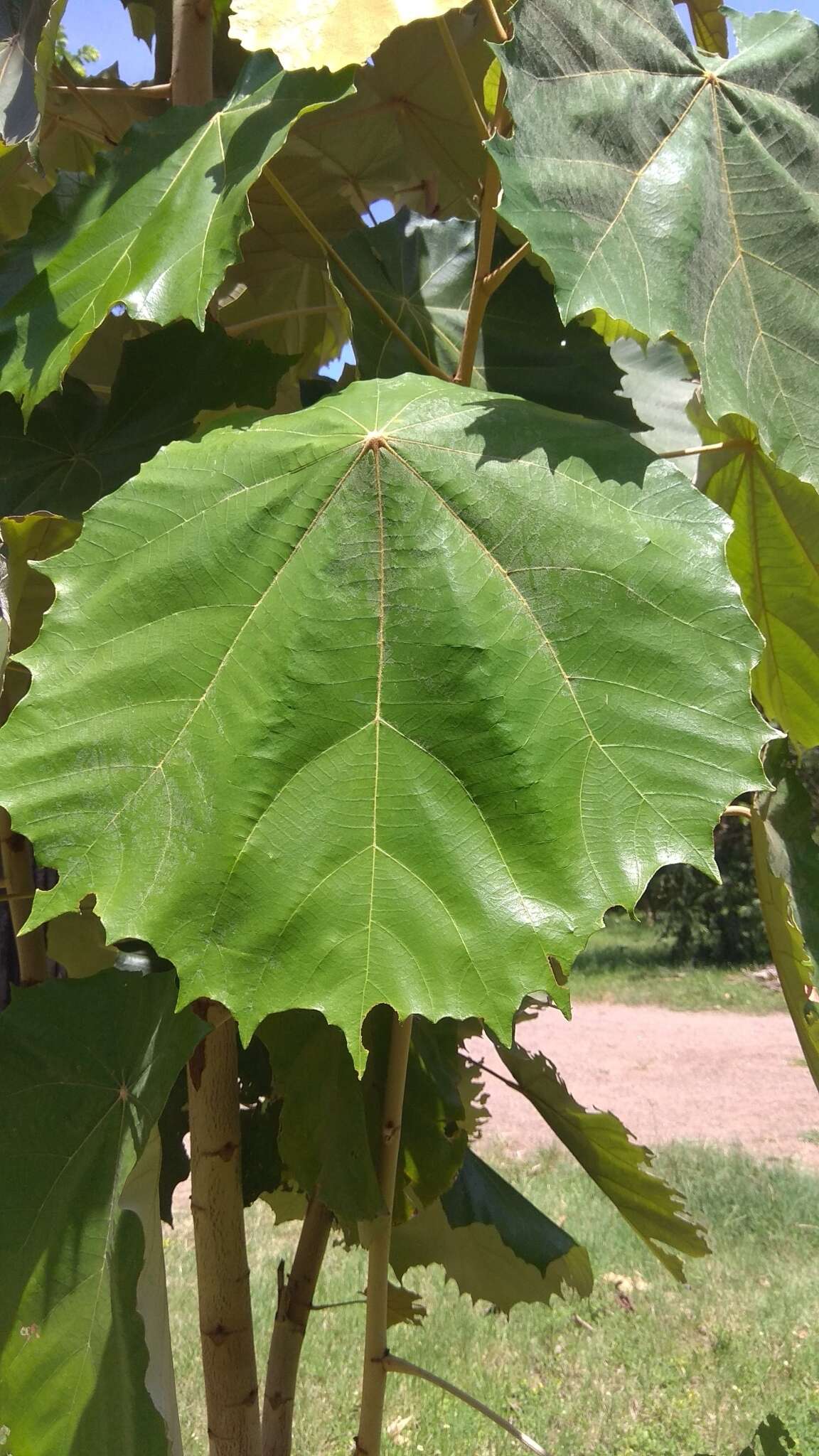 Image de Pterospermum acerifolium (L.) Willd.