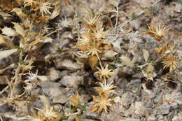 Image of brickellbush goldenweed