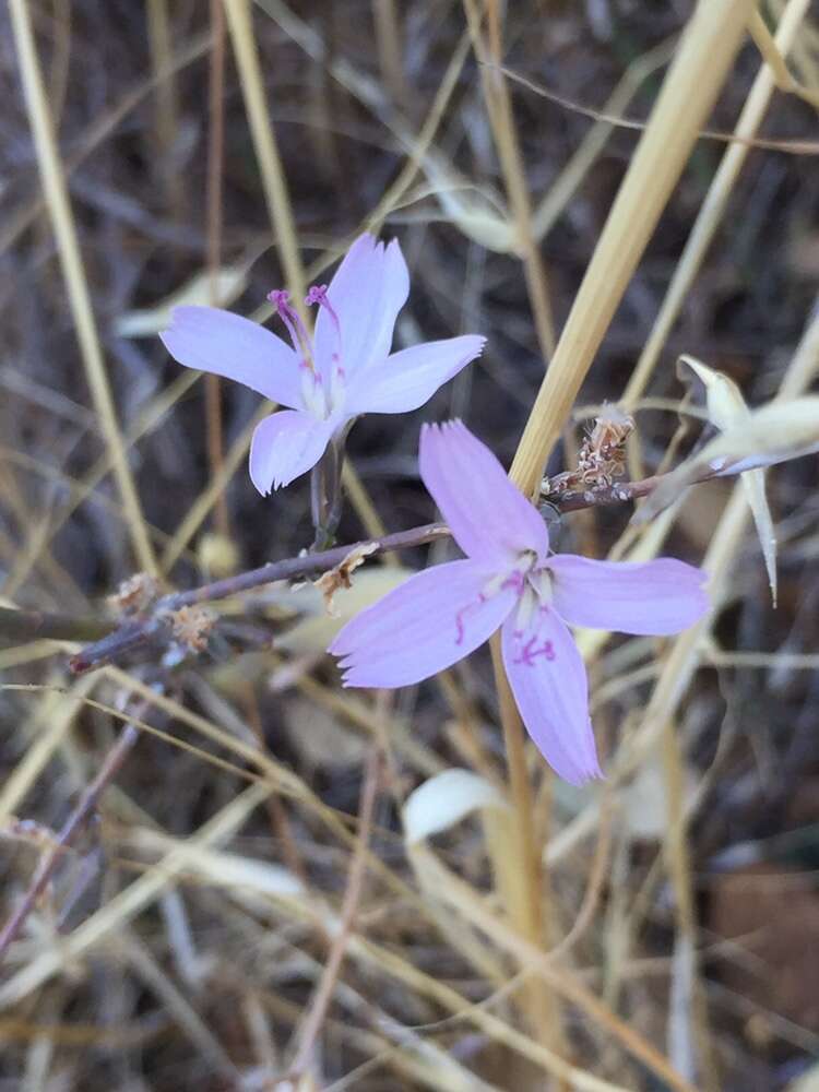 صورة Stephanomeria virgata subsp. pleurocarpa (Greene) Gottlieb