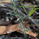 Image of Wahlenbergia stricta subsp. stricta