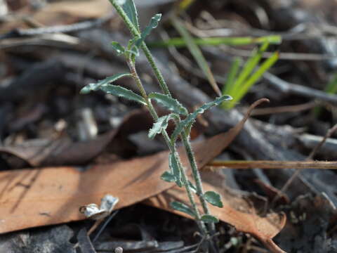 Image of Wahlenbergia stricta subsp. stricta