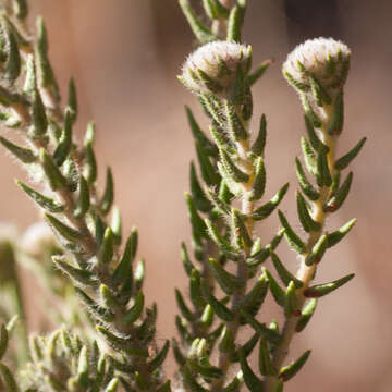 Image of Phylica thunbergiana E. Mey.