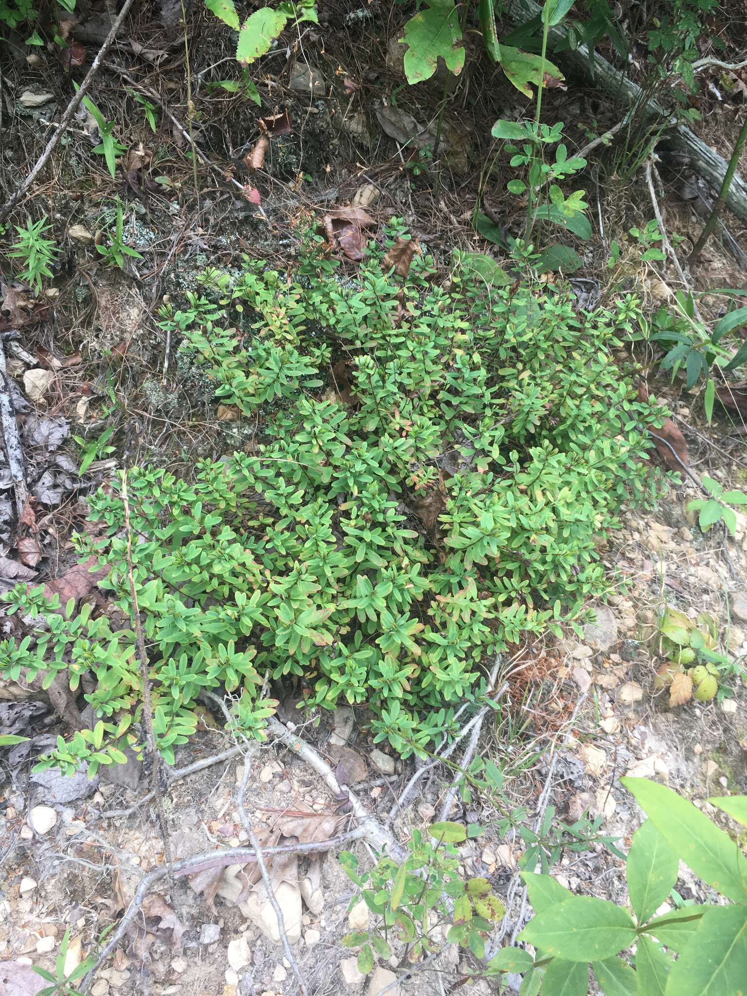 Imagem de Hypericum hypericoides subsp. multicaule (Michaux ex Willd.) N. K. B. Robson