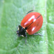 Imagem de Coccinella californica Mannerheim 1843