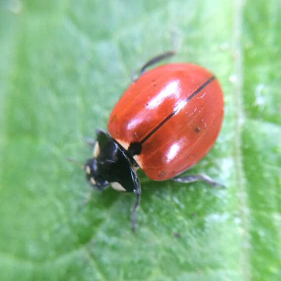 Imagem de Coccinella californica Mannerheim 1843