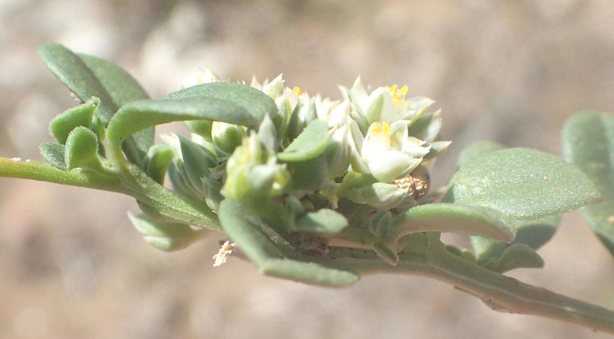 Image of Limeum telephioides var. telephioides