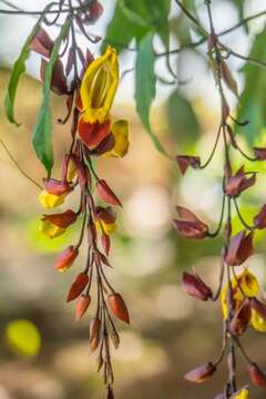 Image of Clock vine